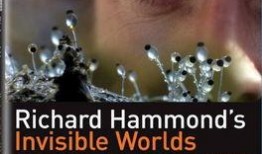 隐密的故事在线观看,揭开尘封往事的神秘面纱